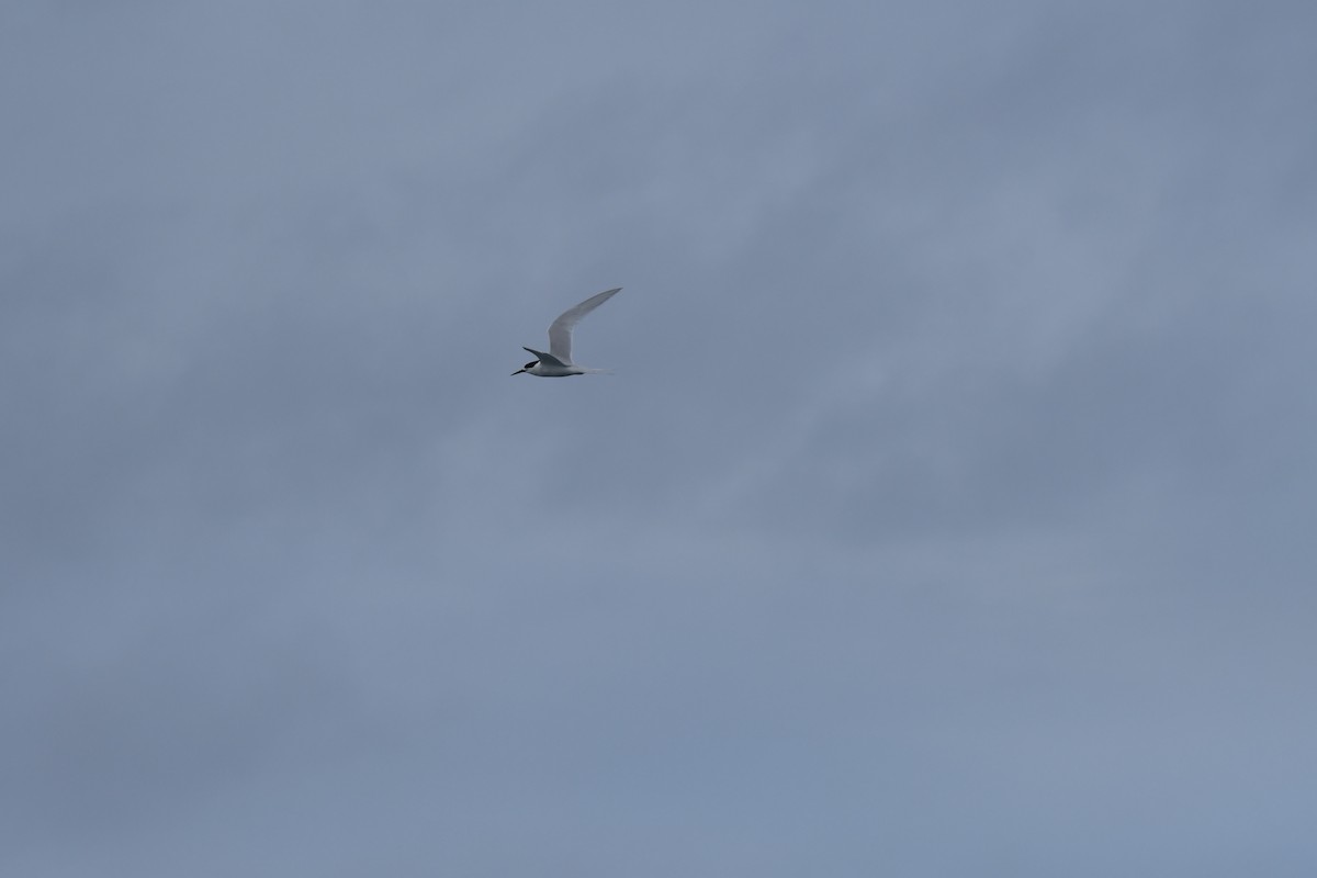 シロビタイアジサシ - ML647529179