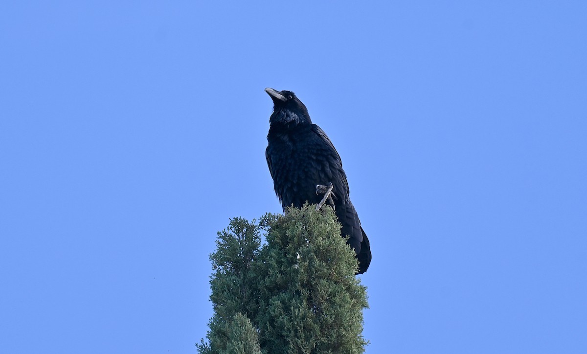 עורב שחור - ML647529212