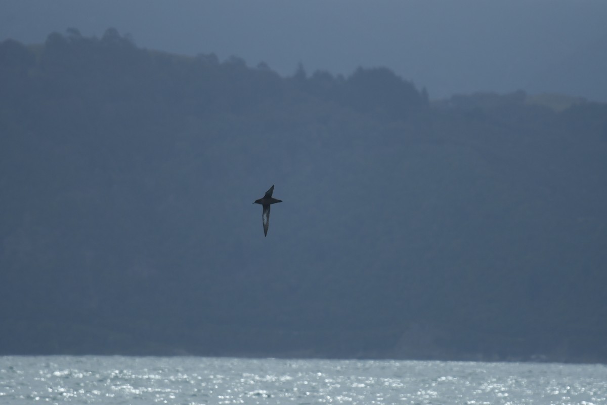 ハイイロミズナギドリ - ML647529214