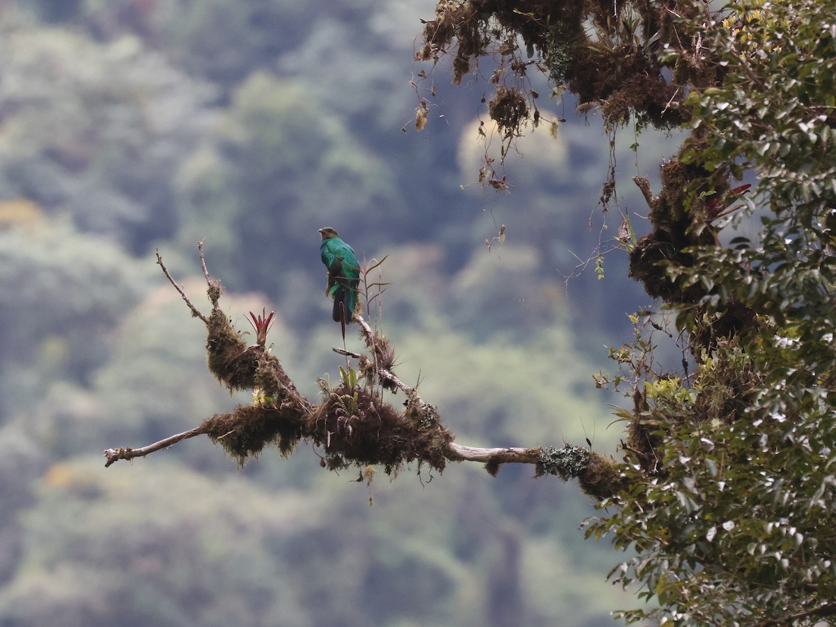 Golden-headed Quetzal - ML647529216