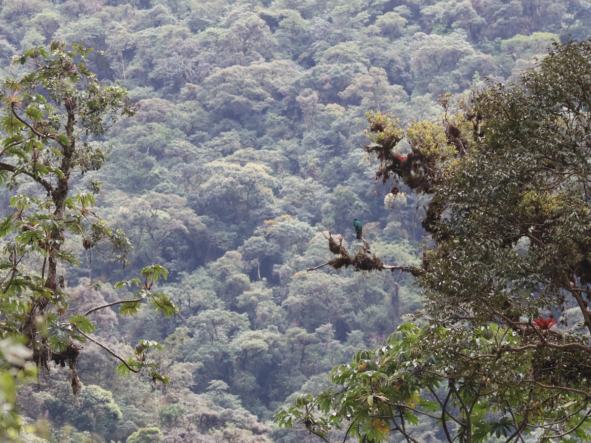 Golden-headed Quetzal - ML647529218