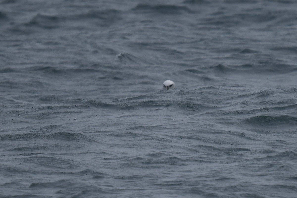 ハジロアホウドリ - ML647529236