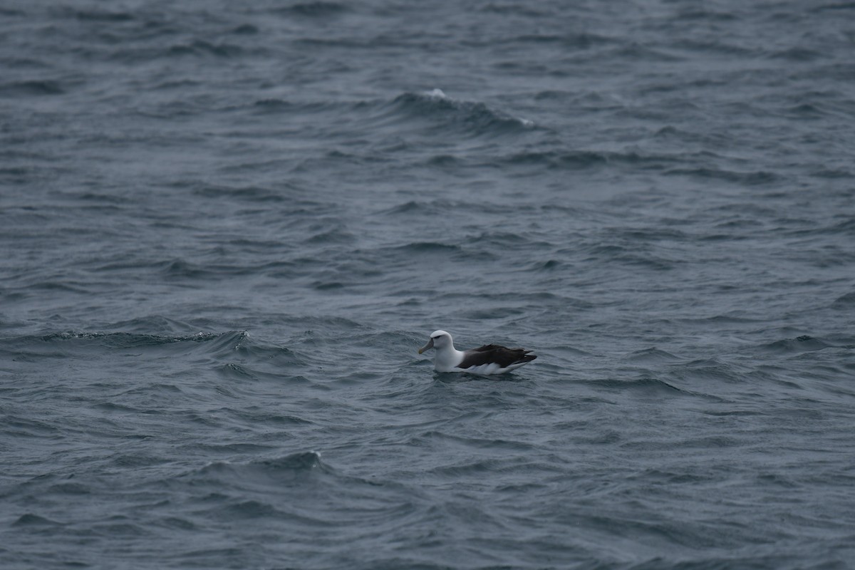 ハジロアホウドリ - ML647529239