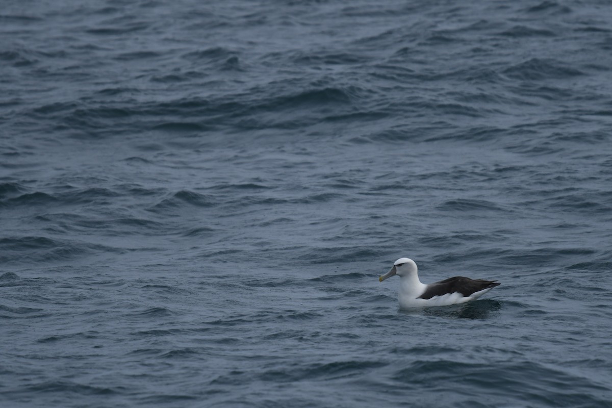 ハジロアホウドリ - ML647529242