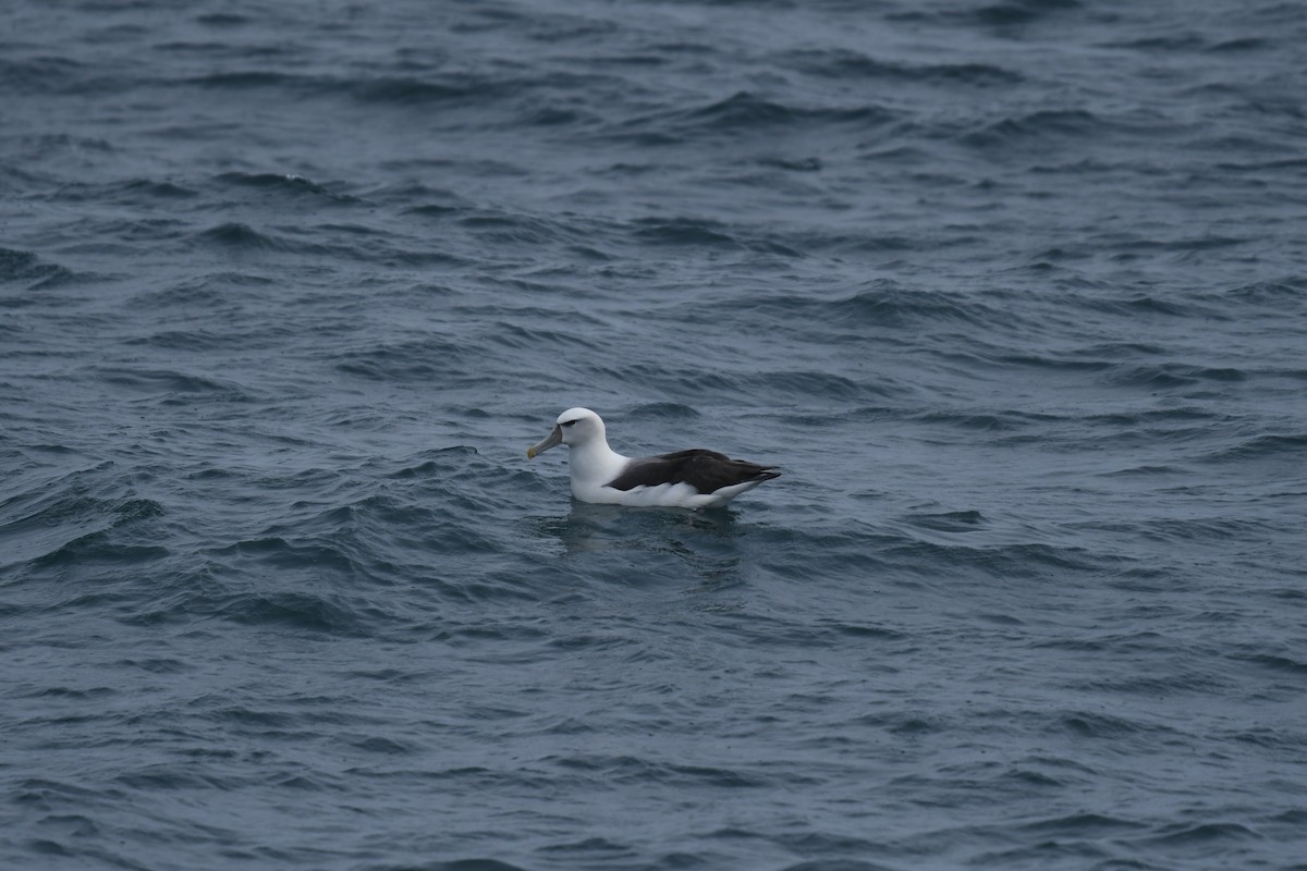 ハジロアホウドリ - ML647529246