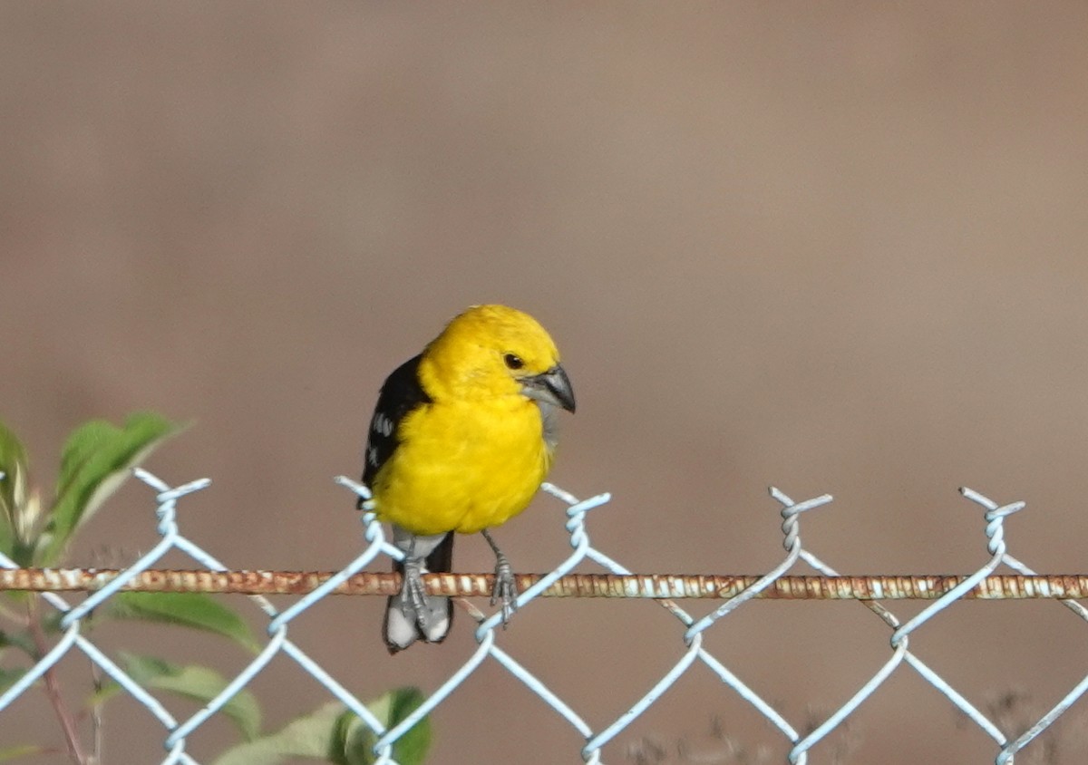 Golden Grosbeak - ML647529257