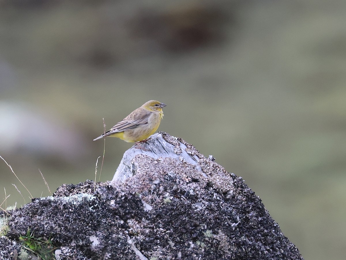 キゴシキンノジコ - ML647529261