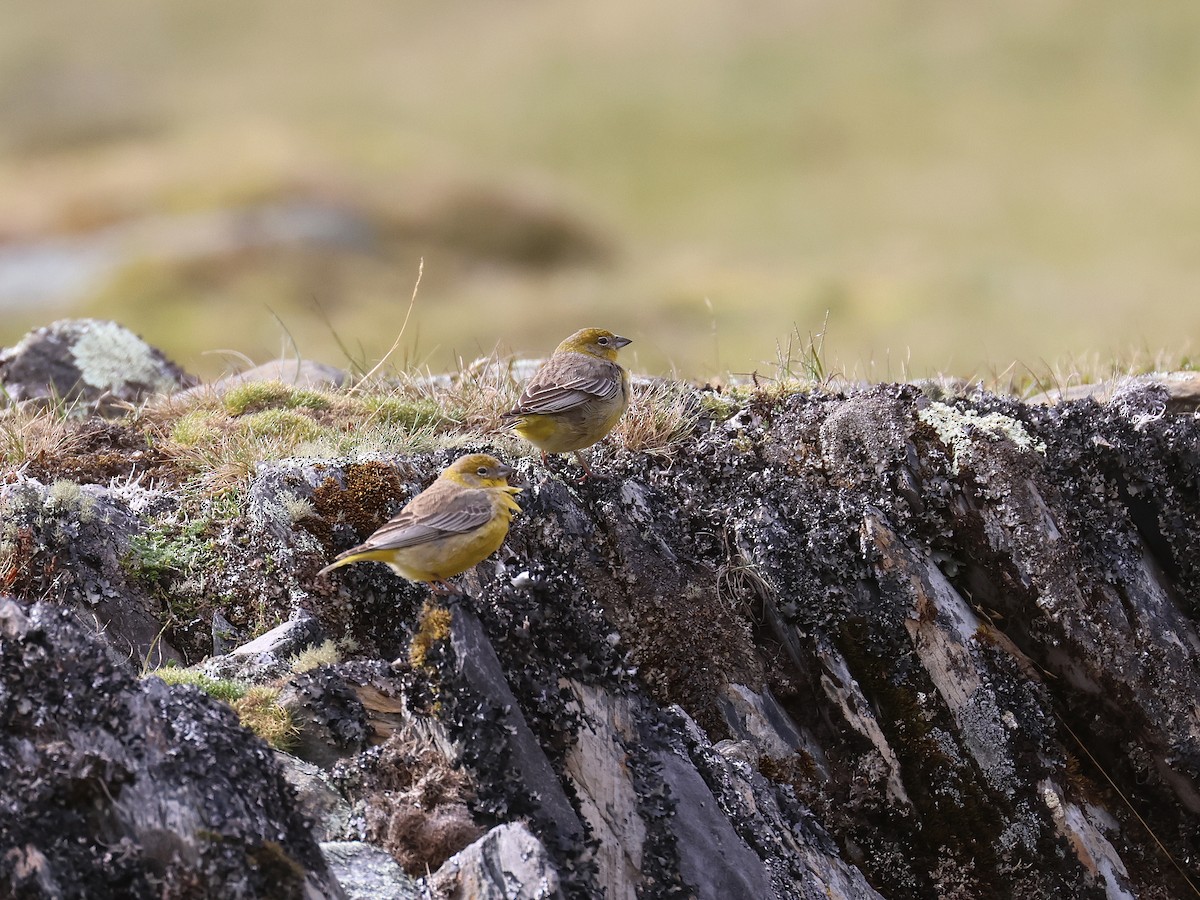 キゴシキンノジコ - ML647529262