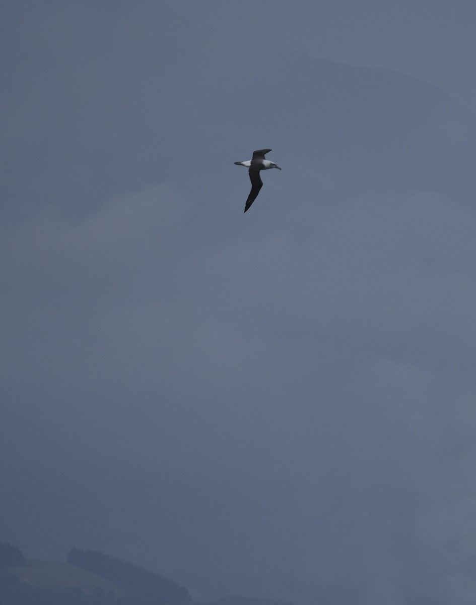 ハジロアホウドリ - ML647529304