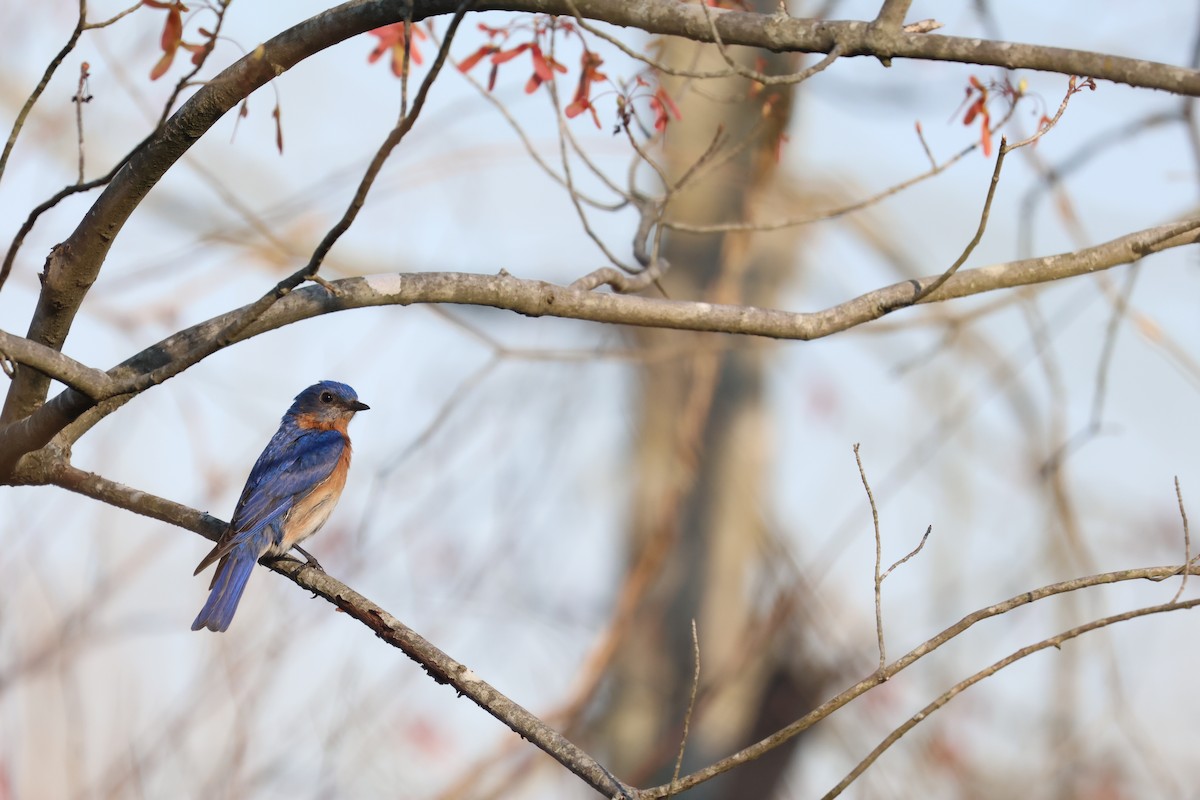 Блакитник східний - ML647529318