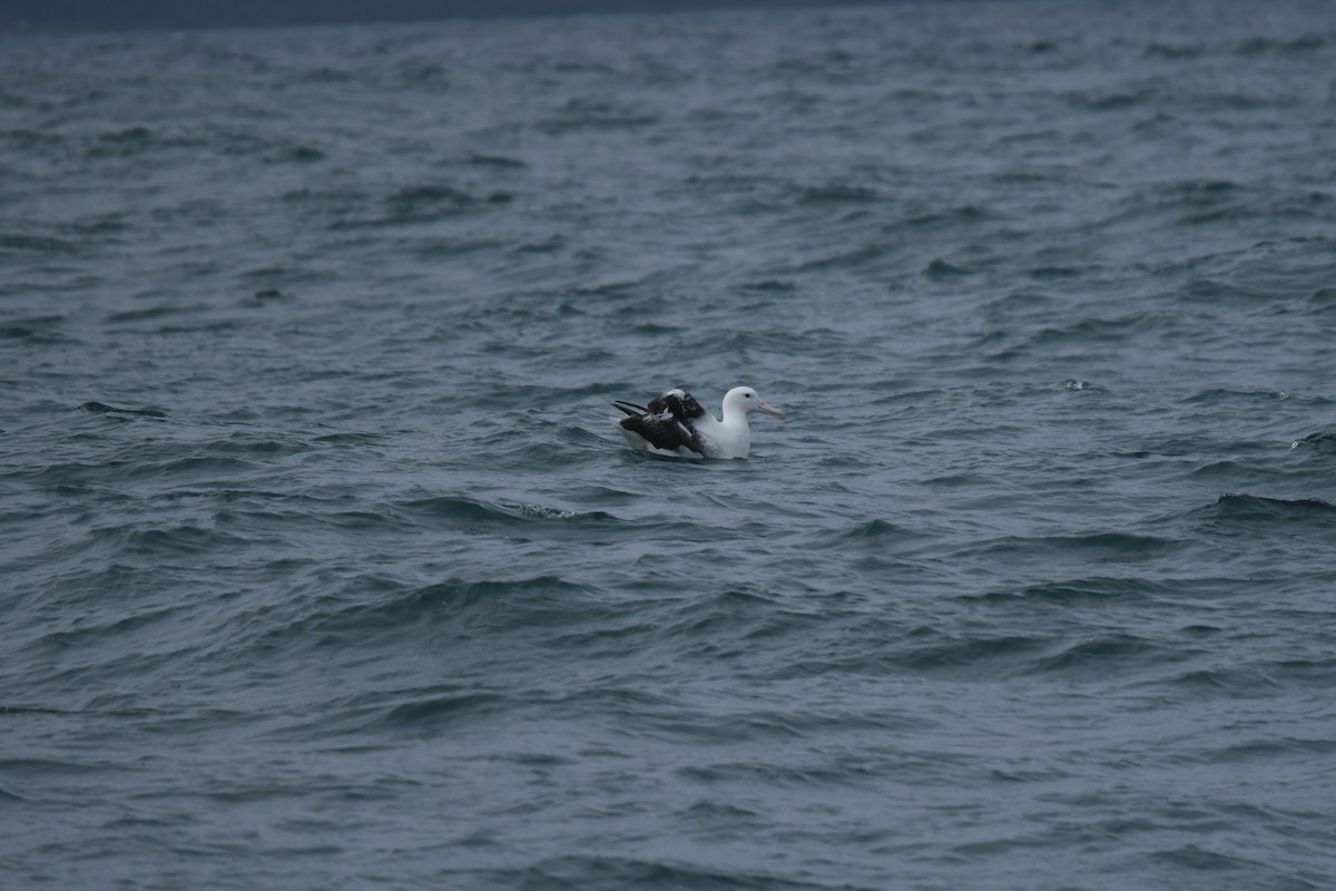 Southern Royal Albatross - ML647529324