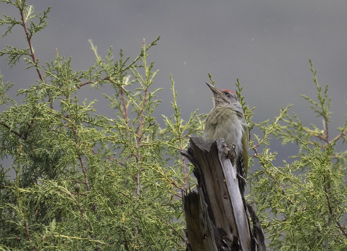 Pic cendré (groupe guerini) - ML647529392