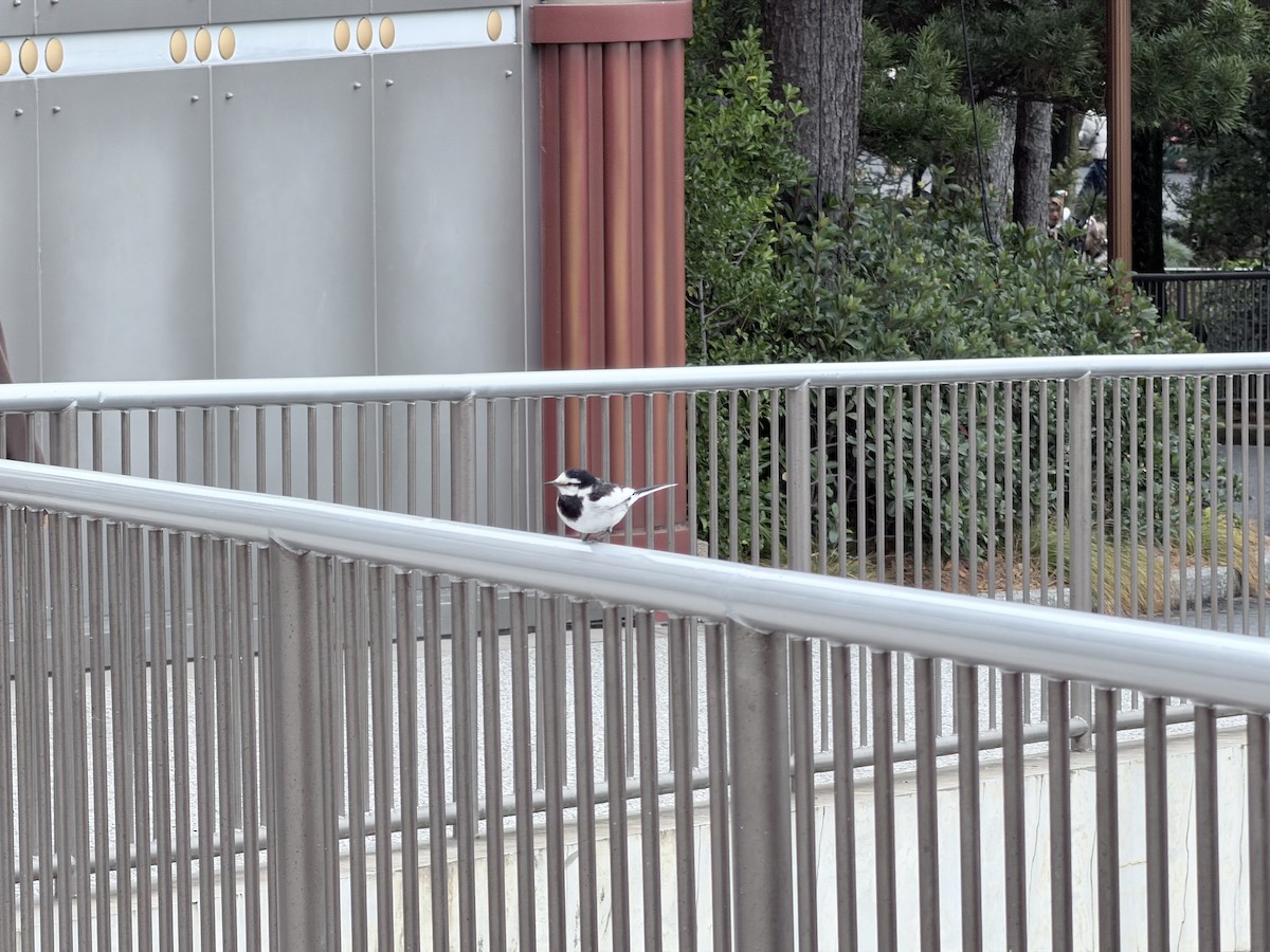 White Wagtail - ML647529397