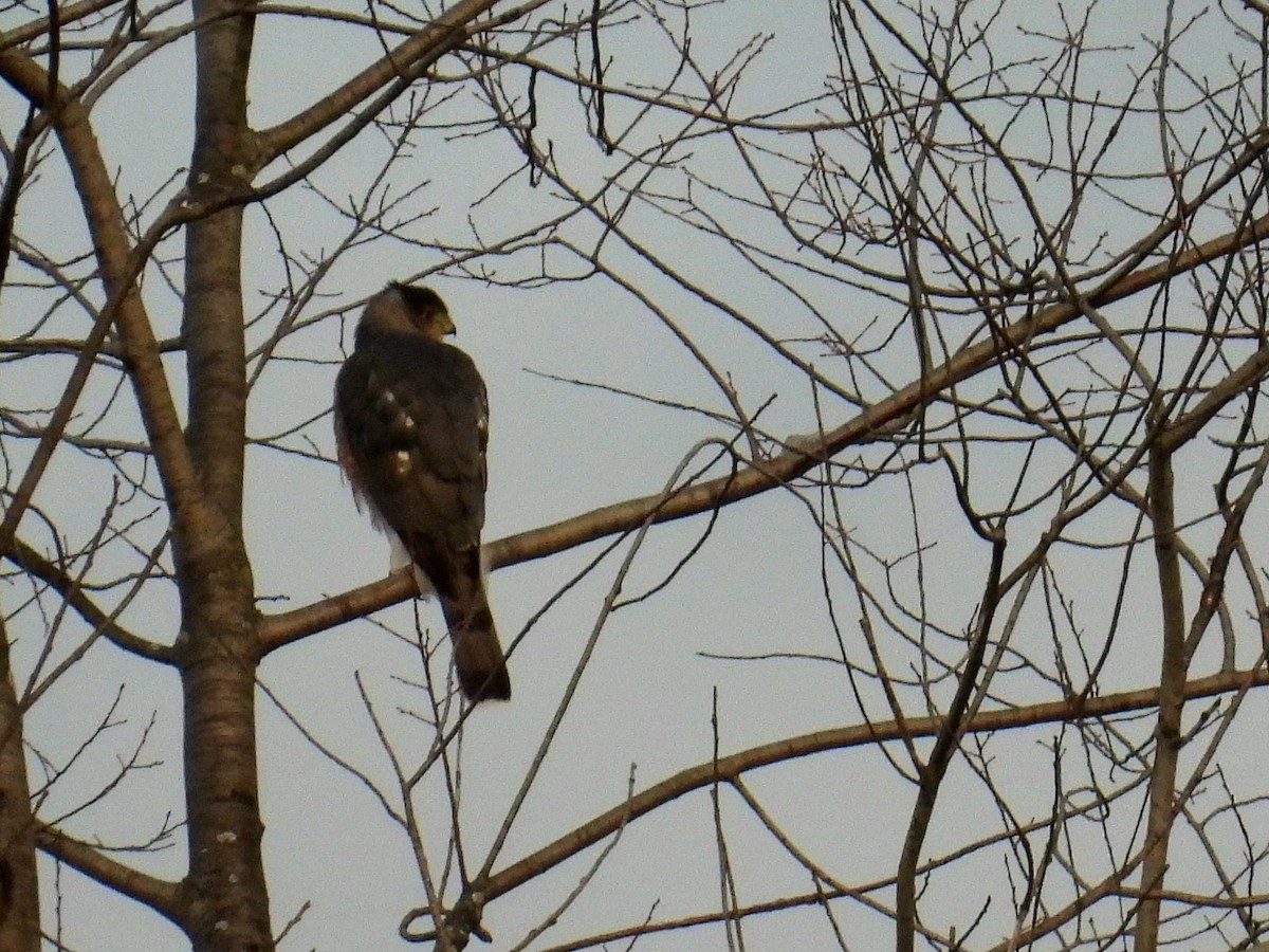 Cooper's Hawk - ML647529406