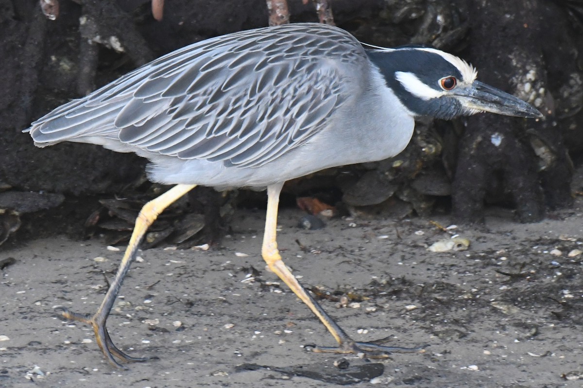 Yellow-crowned Night Heron - ML647529407