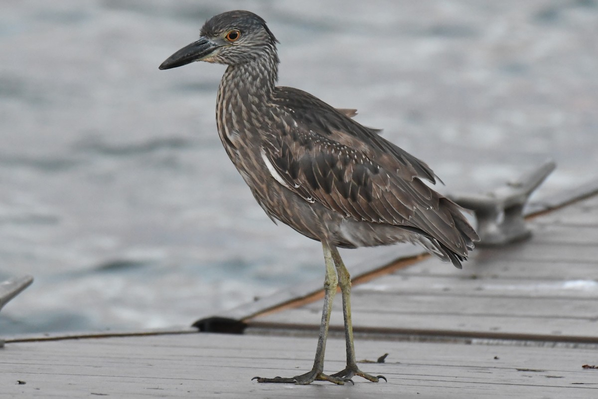 Yellow-crowned Night Heron - ML647529408