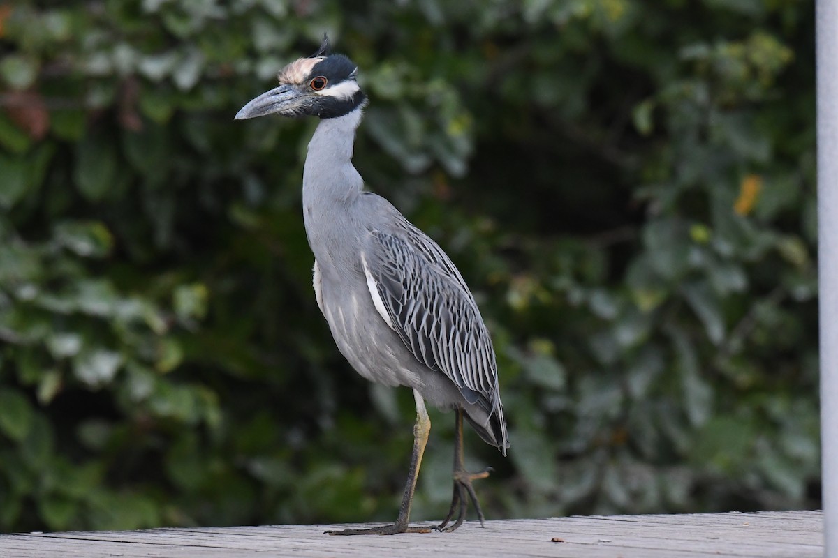 Yellow-crowned Night Heron - ML647529409
