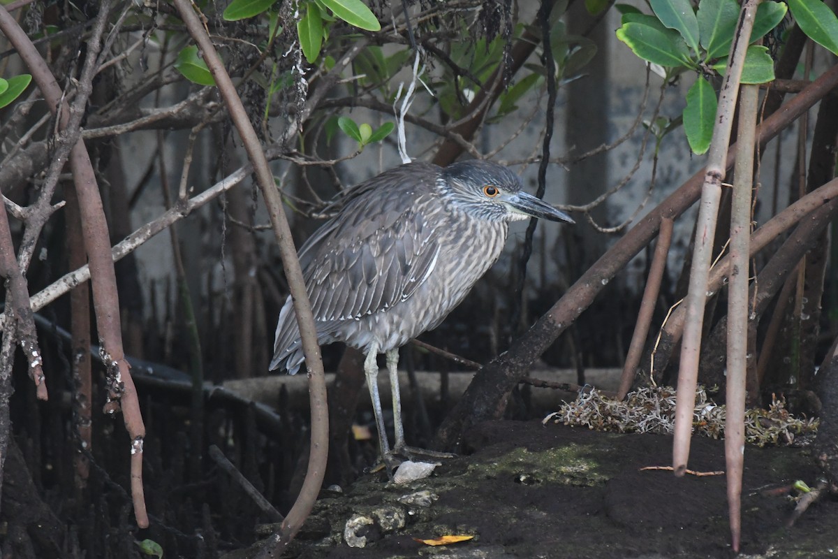 Yellow-crowned Night Heron - ML647529410