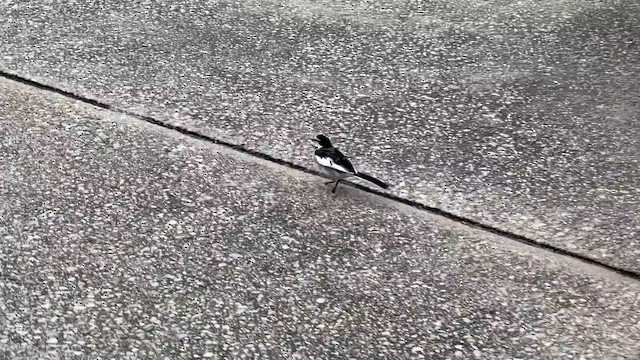 White Wagtail - ML647529413