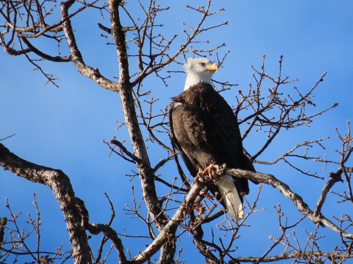 Орлан білоголовий - ML647529415