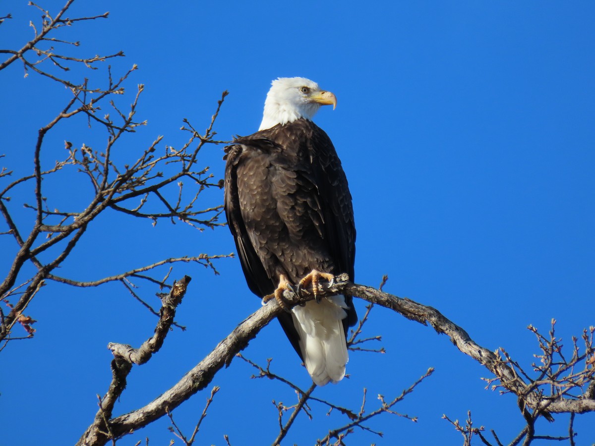 Орлан білоголовий - ML647529431