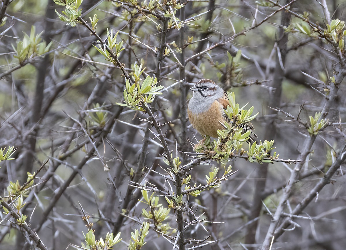 Вівсянка східна - ML647529434
