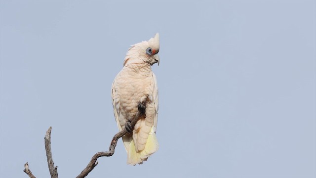 Какаду західний - ML647529435