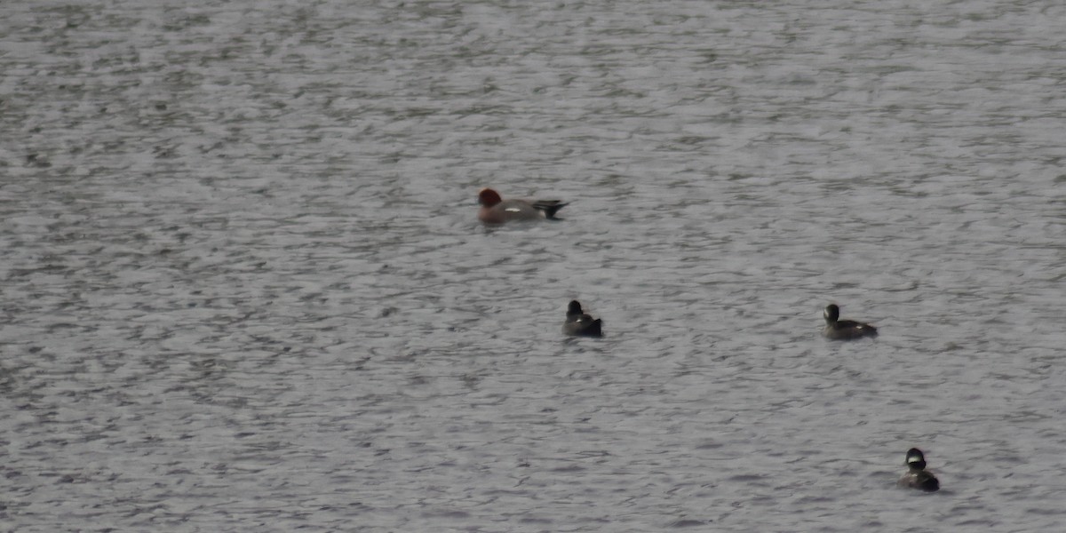 Свищ євразійський - ML647529436