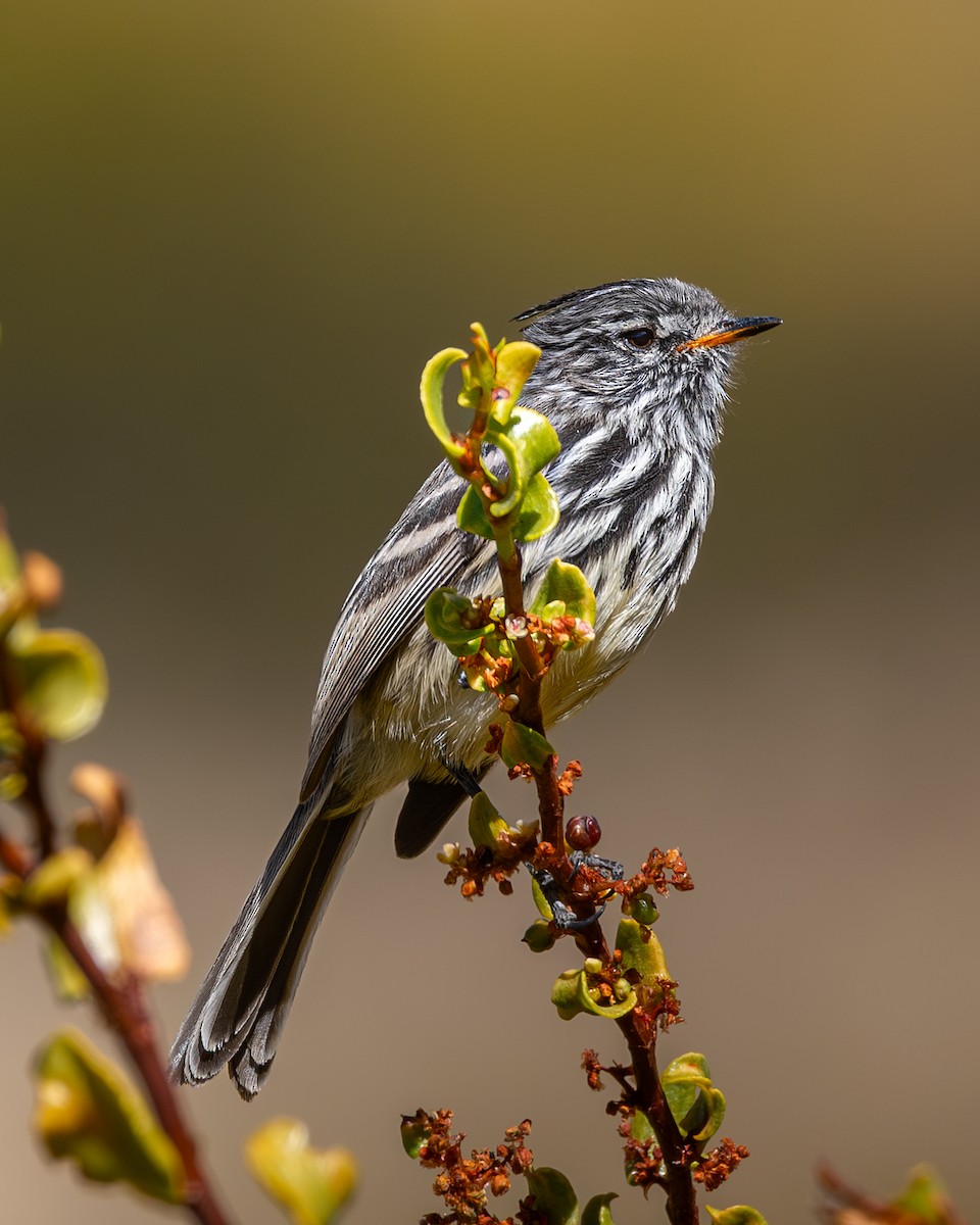 Торілон жовтодзьобий - ML647529438