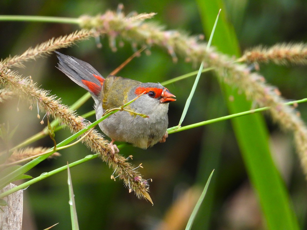 Амадина-рубінчик червоноброва - ML647529439