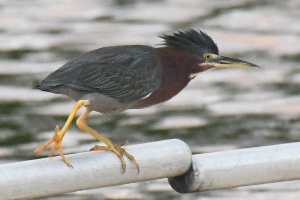 Чапля зелена - ML647529441