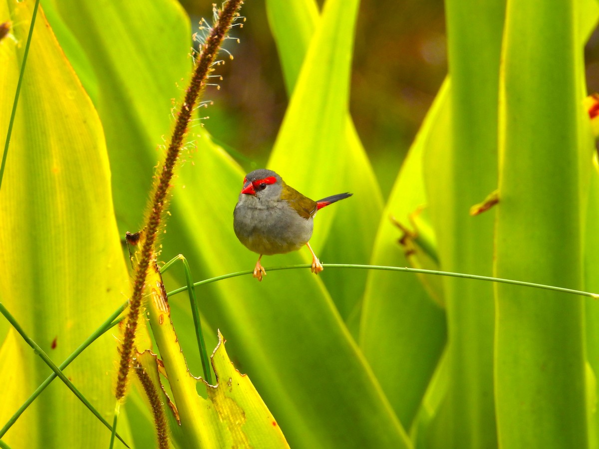 Амадина-рубінчик червоноброва - ML647529443