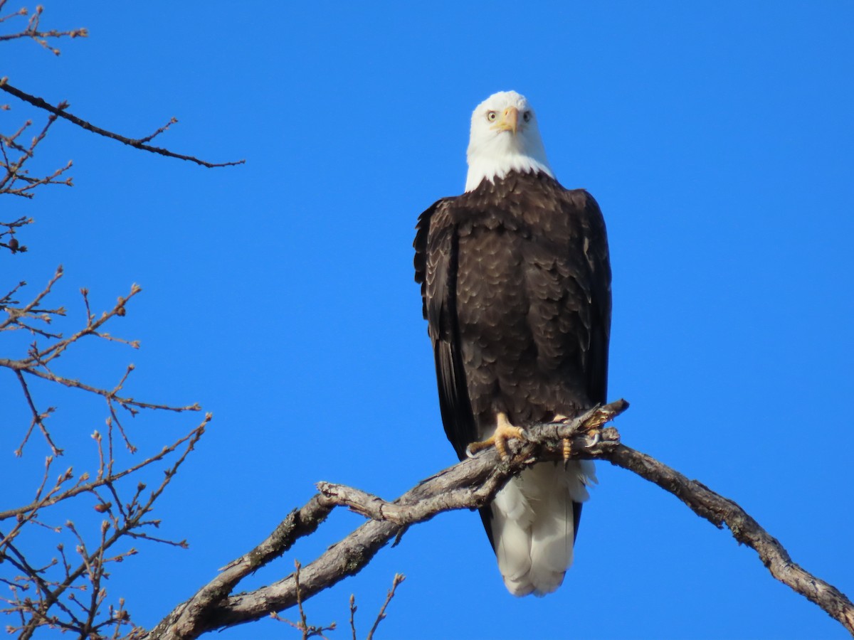 Орлан білоголовий - ML647529444
