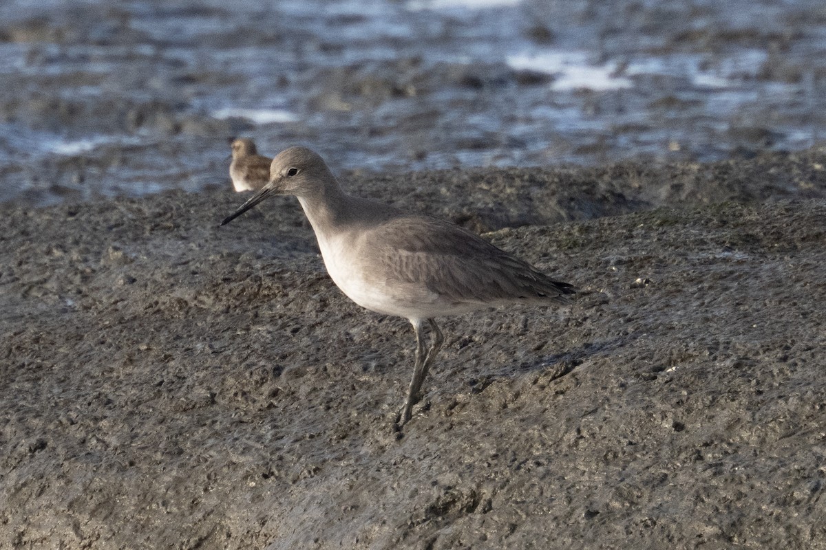 Коловодник американський - ML647529445