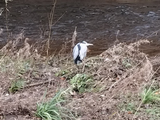 Чапля сіра - ML647529446