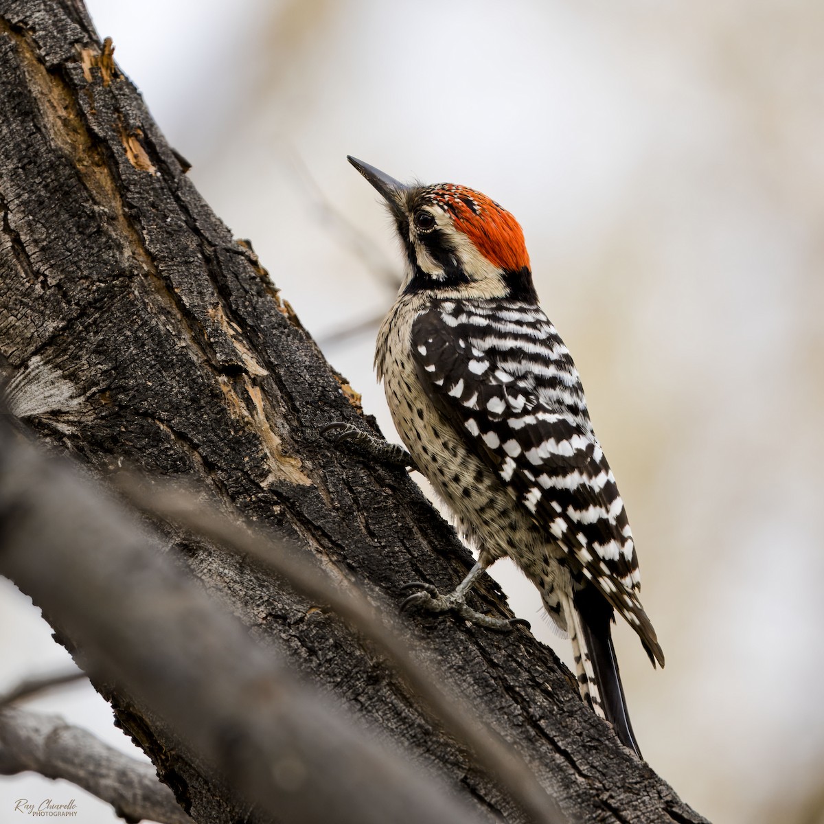 Дятел техаський - ML647529447