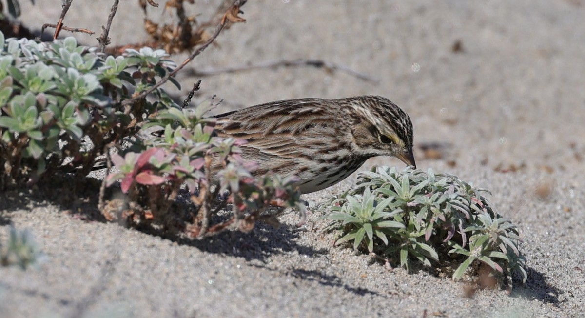 Пасовник савановий - ML647529449