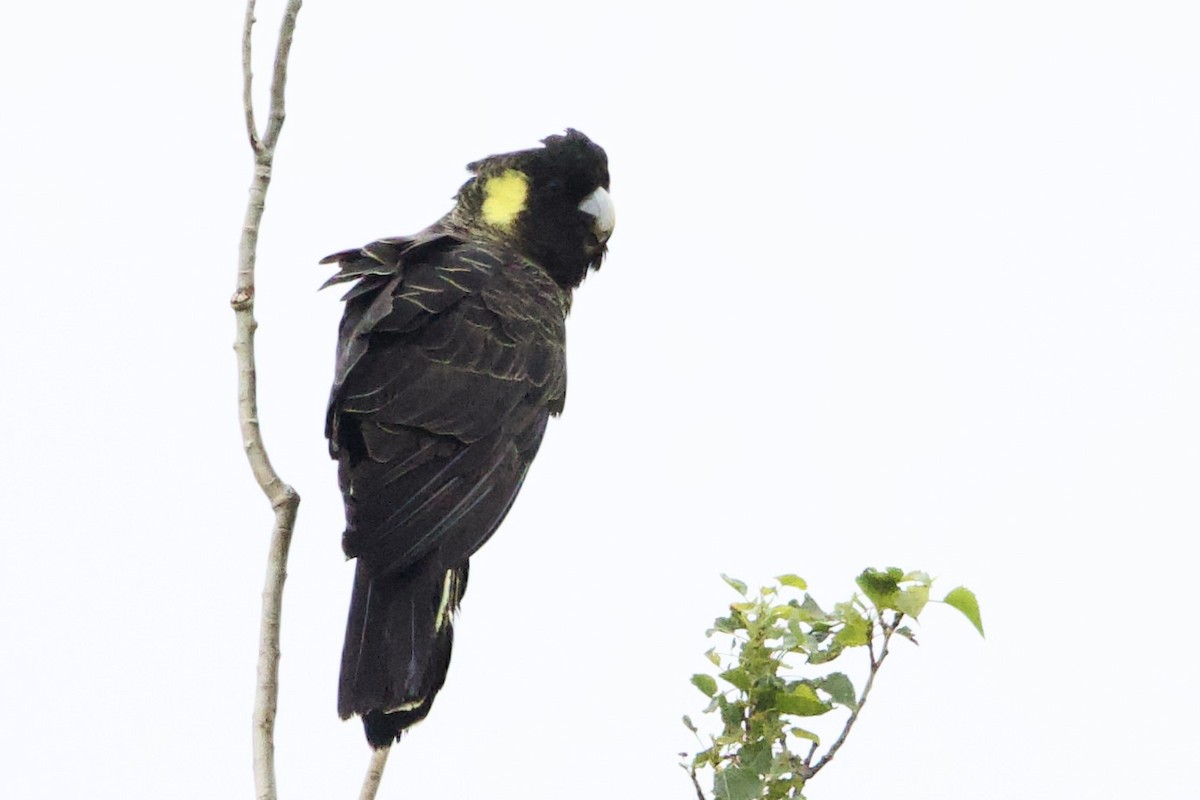 Какатоїс жовтохвостий - ML647529450