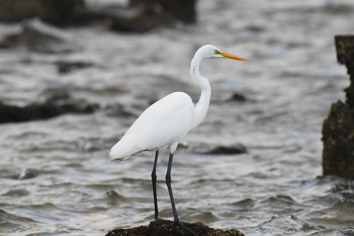 Чапля велика - ML647529451