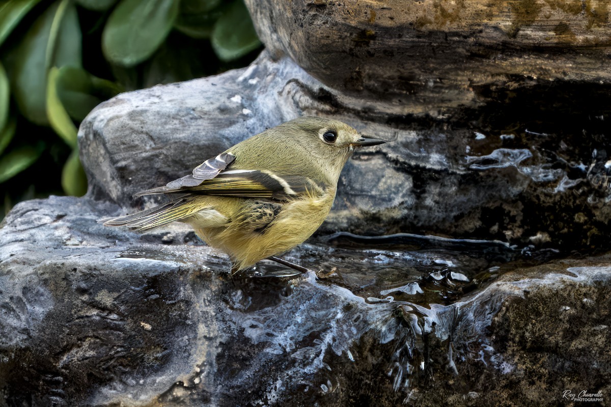 Золотомушка рубіновочуба - ML647529452