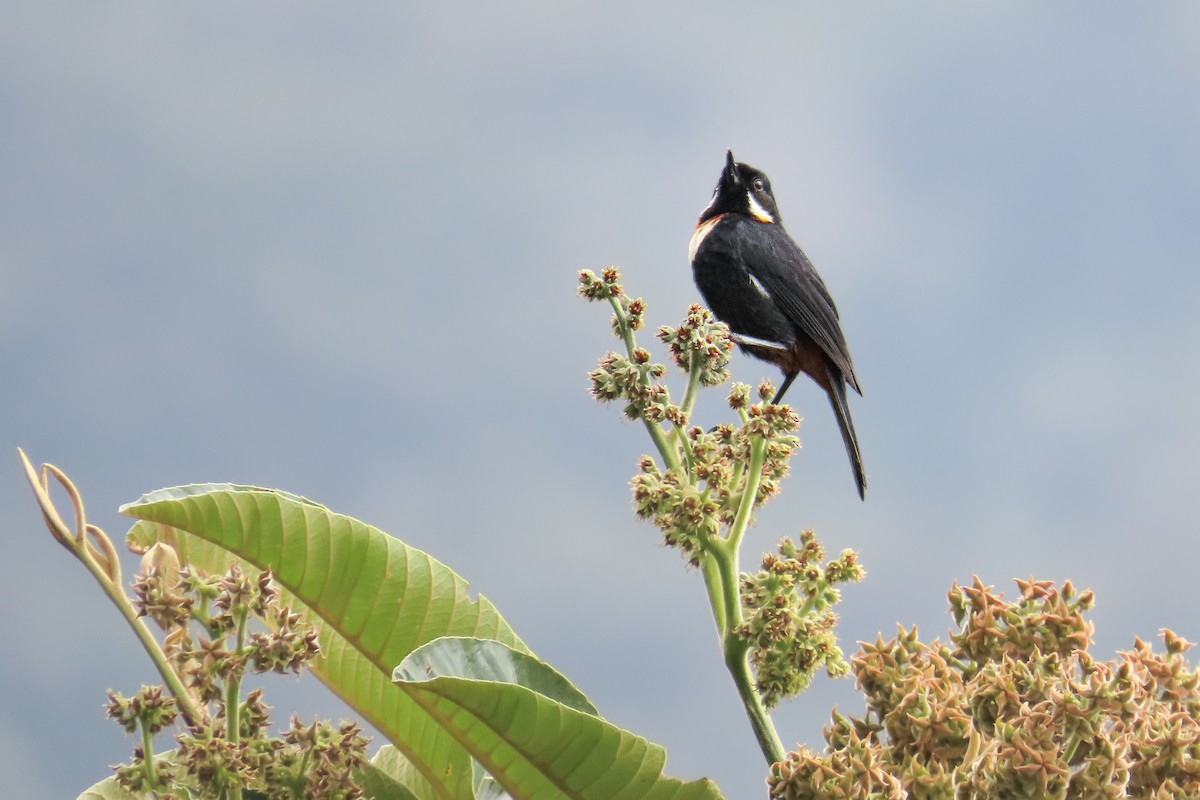 Квіткокол рудовусий - ML647529453