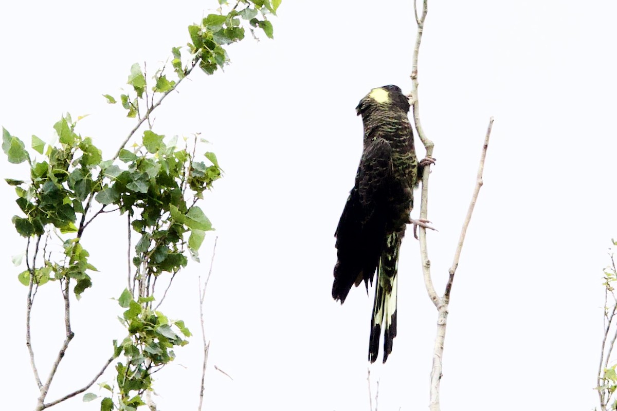 Какатоїс жовтохвостий - ML647529454