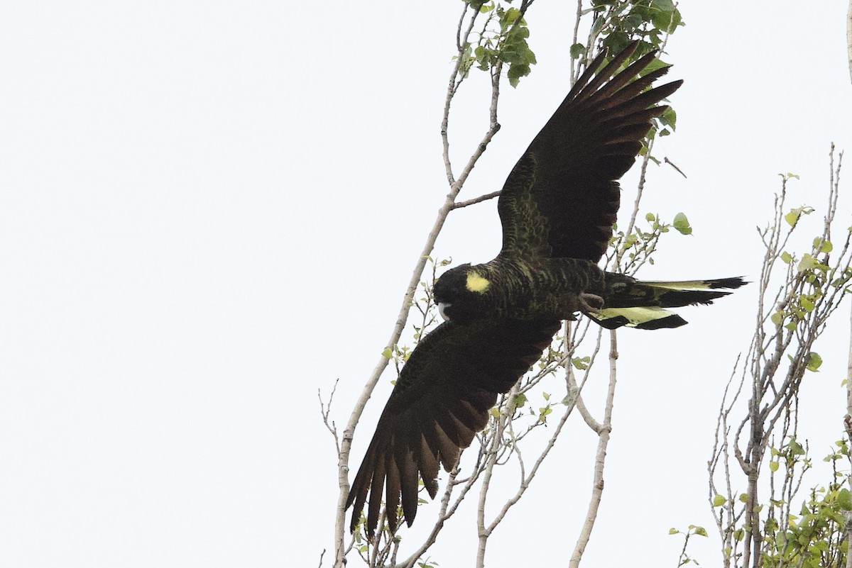 Какатоїс жовтохвостий - ML647529458