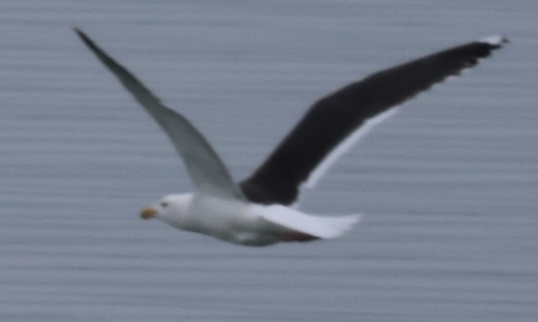 Мартин морський - ML647529460