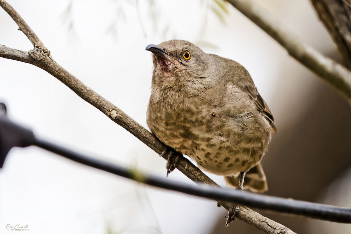 Тремблер бурий - ML647529461