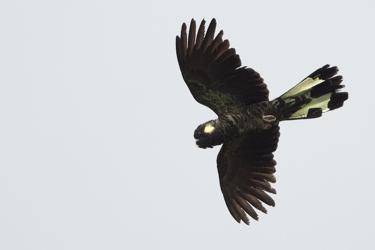 Какатоїс жовтохвостий - ML647529462