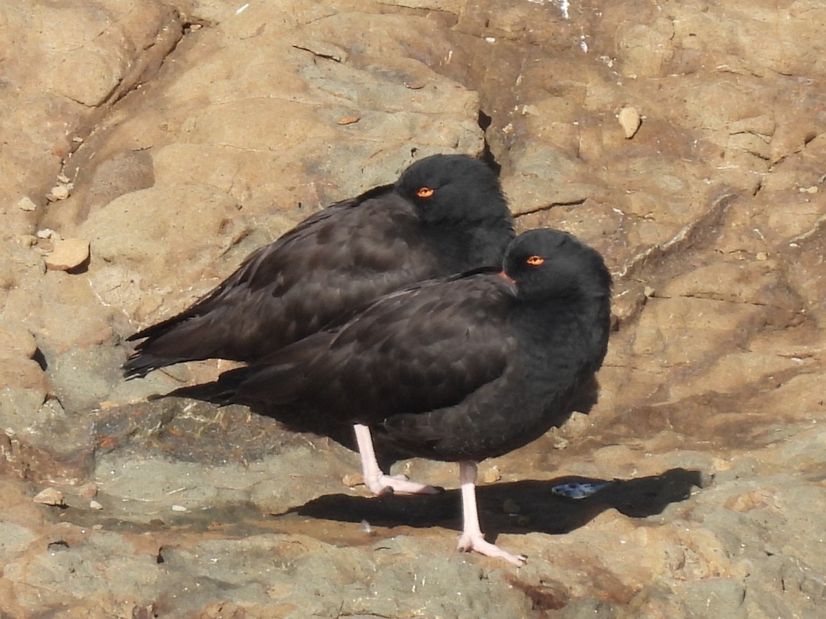 Кулик-сорока чорний - ML647529463