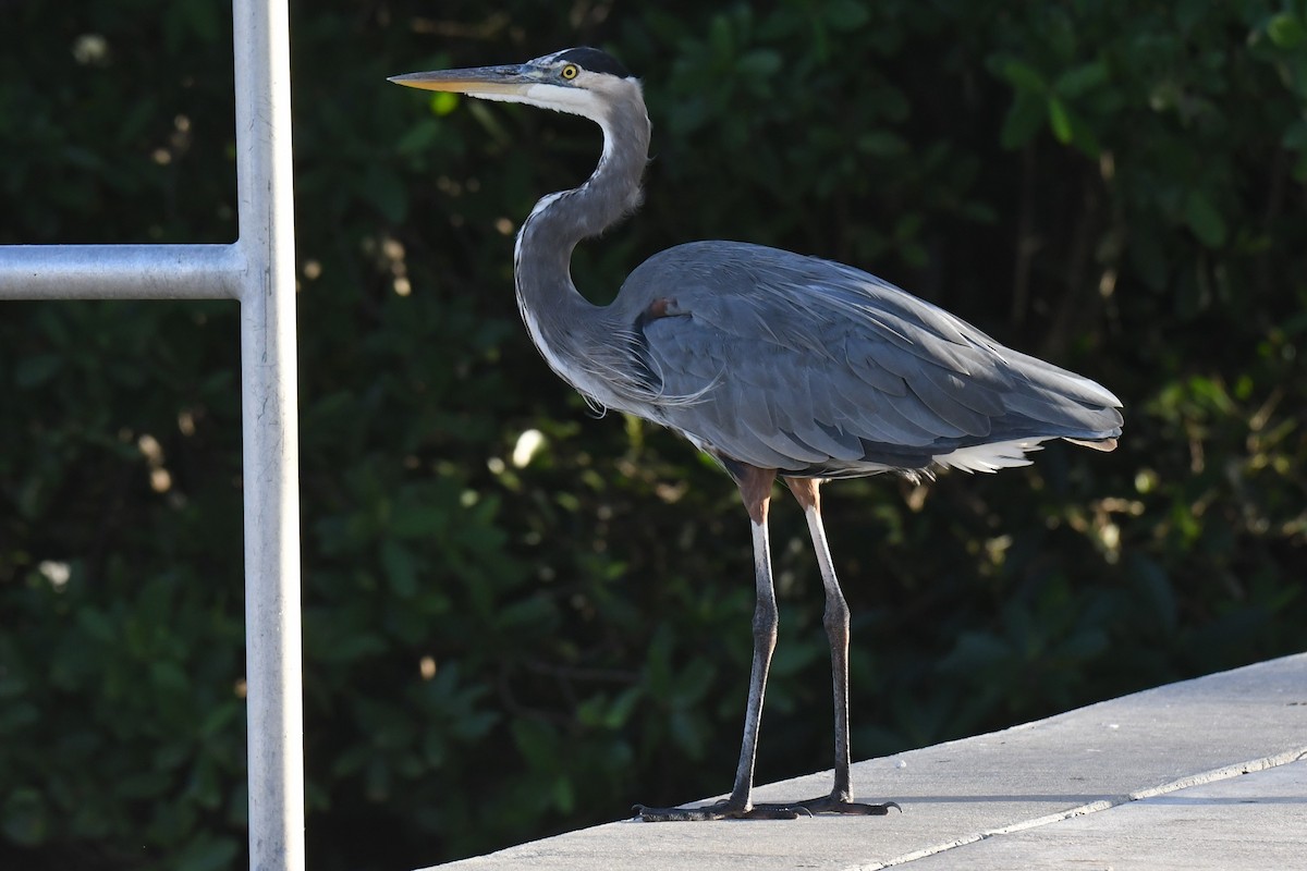 Чапля північна - ML647529464