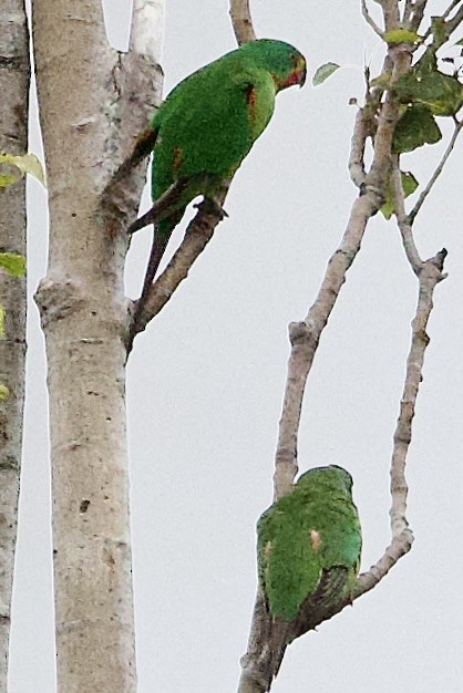Папужка червоногорлий - ML647529467