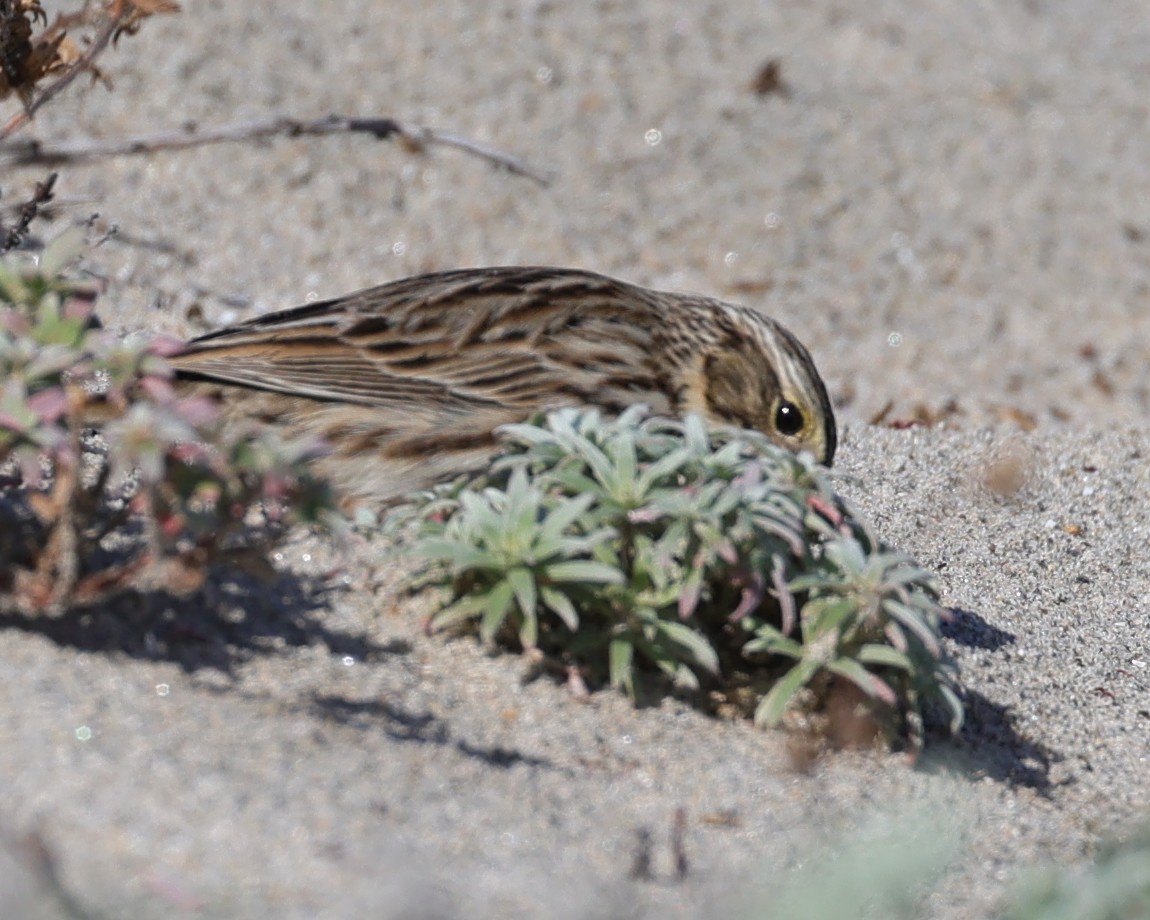 Пасовник савановий - ML647529470